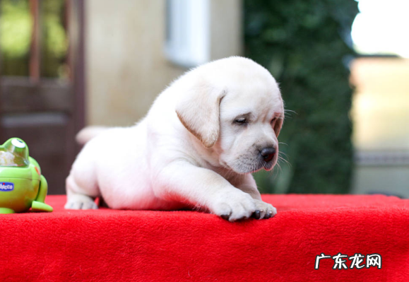 小狗前腿一只轻微瘸腿