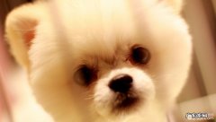 怎样训练小狗不乱进食，小狗拒食训炼