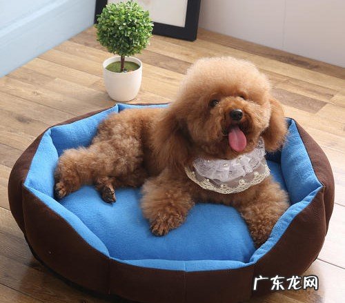 小狗游水后面瘸了