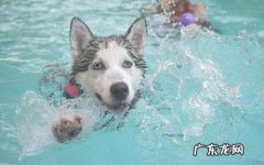 小狗游水后面瘸了