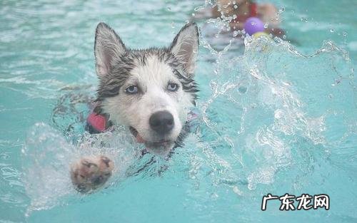 小狗游水后面瘸了