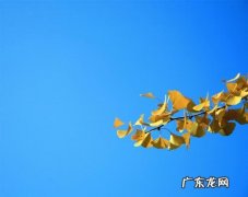 写银杏的唯美诗句 【抖音文案】关于银杏的唯美诗句