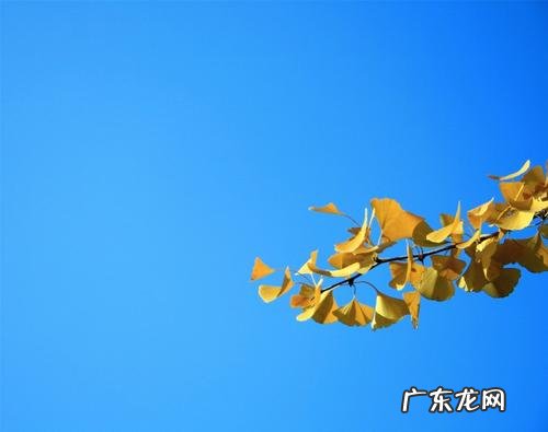 写银杏的唯美诗句 【抖音文案】关于银杏的唯美诗句