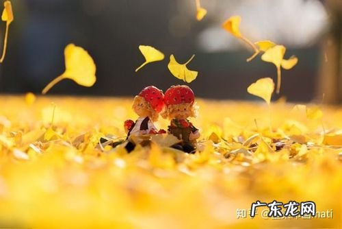 写银杏的唯美诗句 【抖音文案】关于银杏的唯美诗句