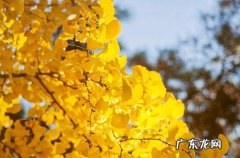 描写秋天银杏树的优美句子名家名作 【抖音文案】秋天银杏树的句子