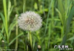 描写蒲公英的诗句有哪些 【抖音文案】描写蒲公英的诗句古诗