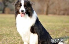 边境牧羊犬怎么训练？边境牧羊犬训炼方法