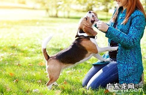 与小狗玩游戏要留意什么难题?