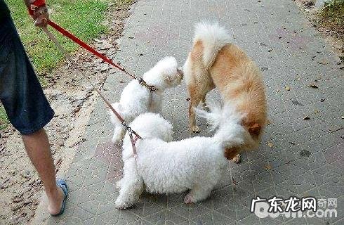 小狗中间怎么会相互之间闻屁股?