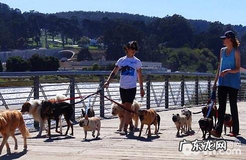 注重!遛猫遛狗务必用牵引带