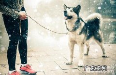 注重！遛猫遛狗务必用牵引带