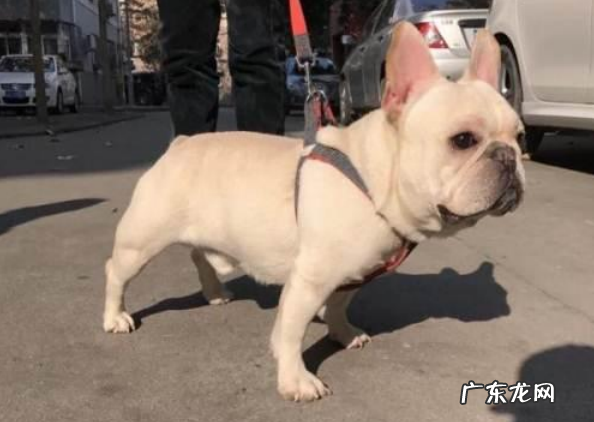 狗狗皮破可以痊愈吗