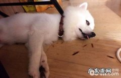 如何看出去小狗是否心情愉快？