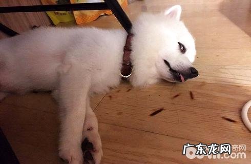 如何看出去小狗是否心情愉快？