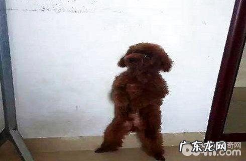 如何训练小狗体罚?狗体罚能够 了解到不正确吗?