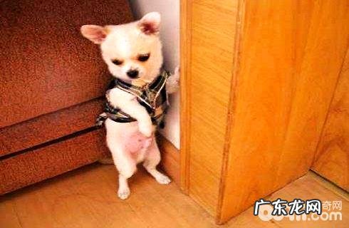 如何训练小狗体罚?狗体罚能够 了解到不正确吗?