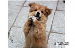 恭贺姿势的方法训炼？