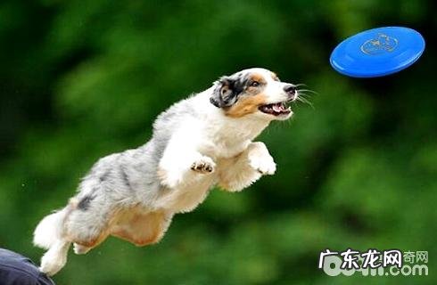 小狗接飞盘的训炼全集。包学好