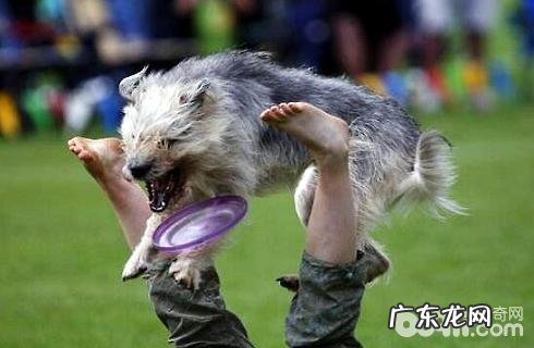 小狗接飞盘的训炼全集。包学好