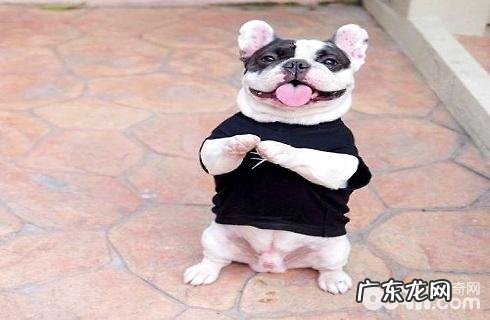 如何训练小狗拱手？训练小狗拱手