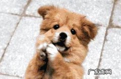 如何训练小狗拱手？训练小狗拱手