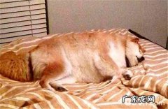 怎么训练让小狗睡自身的狗狗的窝？