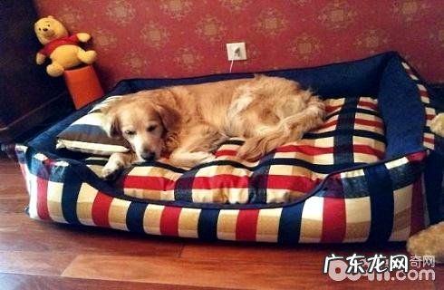 怎么训练让小狗睡自身的狗狗的窝？