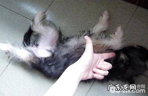 教小狗假死的个人行为怎么训练？