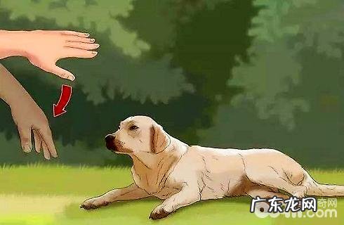 教小狗趴着的个人行为怎么训练?