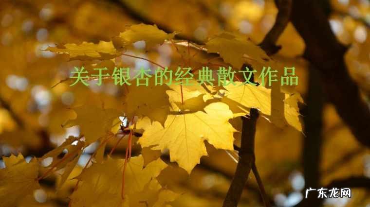 描写秋天银杏树的句子段落 【抖音文案】描写秋天银杏树的句子超优美