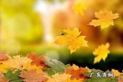 秋天芦苇的诗句优美 【抖音文案】秋天要入冬的优美诗句