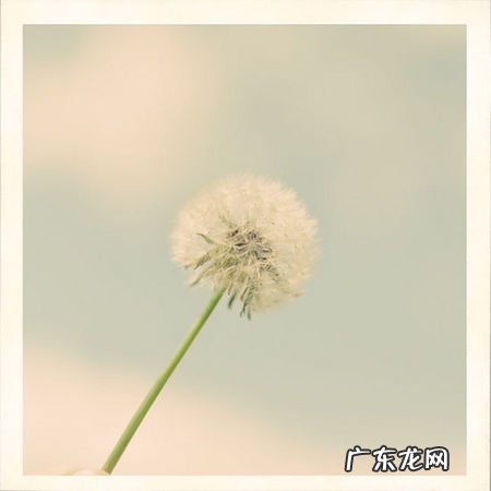 蒲公英造句子二年级 【抖音文案】描述蒲公英的外形句子二年级