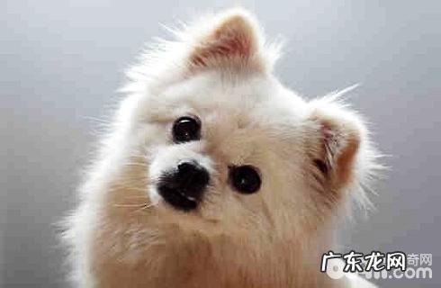 小狗的不良习惯你眼界到是多少？