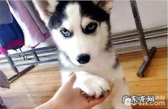 小狗的不良习惯你眼界到是多少？