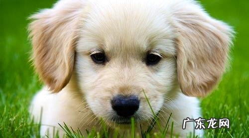 如何训炼金毛狗狗?金毛站起训练法