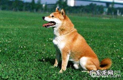 家里小狗有这种不良习惯吗？