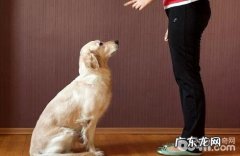 如何教小狗坐着的本事？