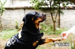 如何教狗狗握手的本事？