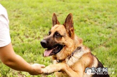 如何教狗狗握手的本事？