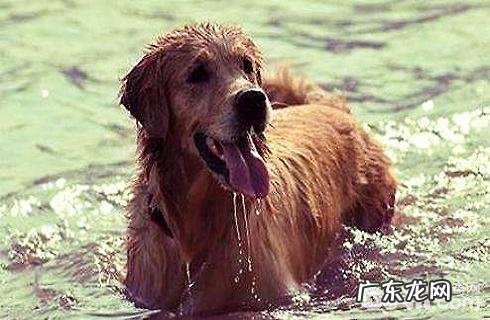 如何把小狗养的尤其忠诚?