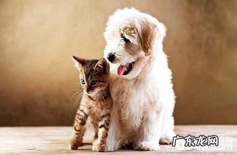 如何把小狗养的尤其忠诚?