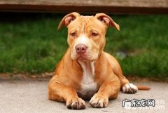 怎样训炼比特犬？比特犬训炼方法