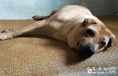 怎能让小狗开心？激动窍门？