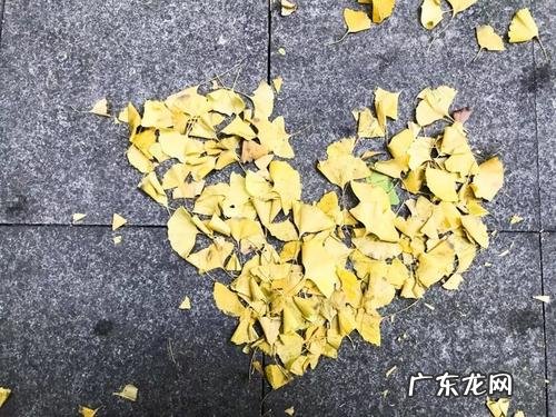 跟闺蜜拍照发朋友圈的句子 【抖音文案】银杏拍照发朋友圈的句子