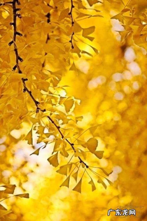 跟闺蜜拍照发朋友圈的句子 【抖音文案】银杏拍照发朋友圈的句子