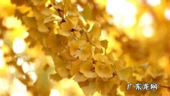 形容银杏叶的唯美句子简短 【抖音文案】形容银杏叶的唯美句子发朋友圈