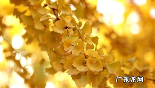 形容银杏叶的唯美句子简短 【抖音文案】形容银杏叶的唯美句子发朋友圈