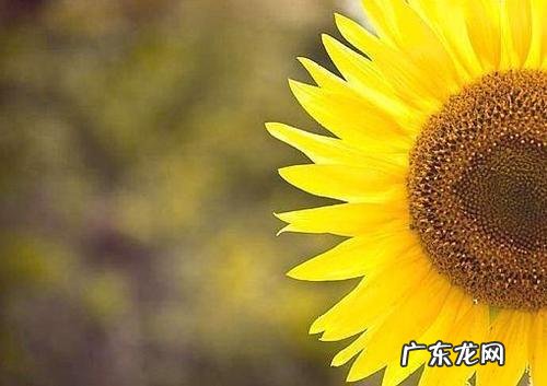 赏花好心情的美句 【抖音文案】描述好心情的美句