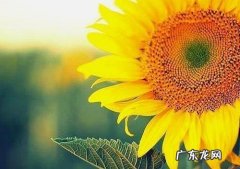 赏花好心情的美句 【抖音文案】描述好心情的美句