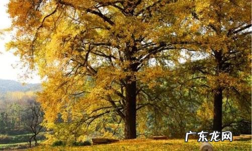 秋天描写银杏树的好句 【抖音文案】描写千年银杏树的美句